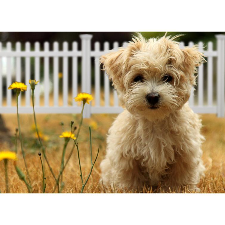 JiminyPicketVinylFence-Dog-WBsite(1.39).jpg